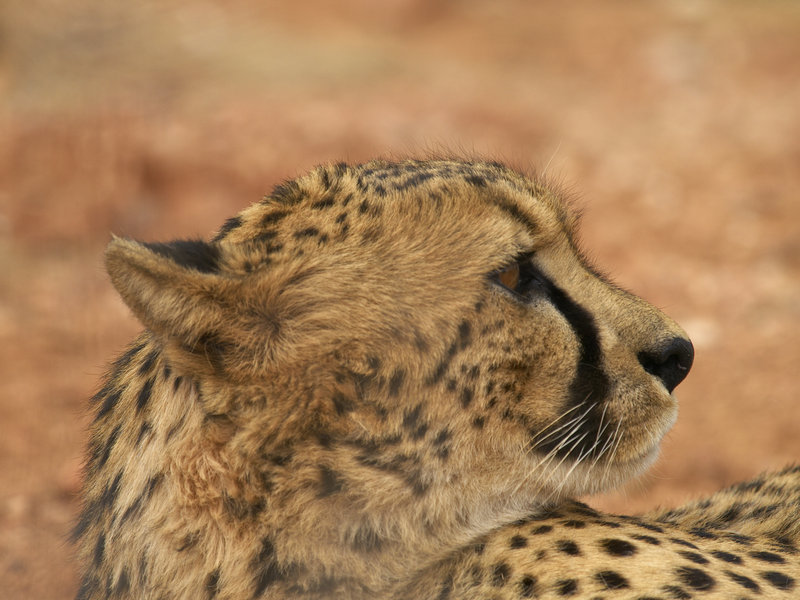 Cheetah, Hammerstein Lodge